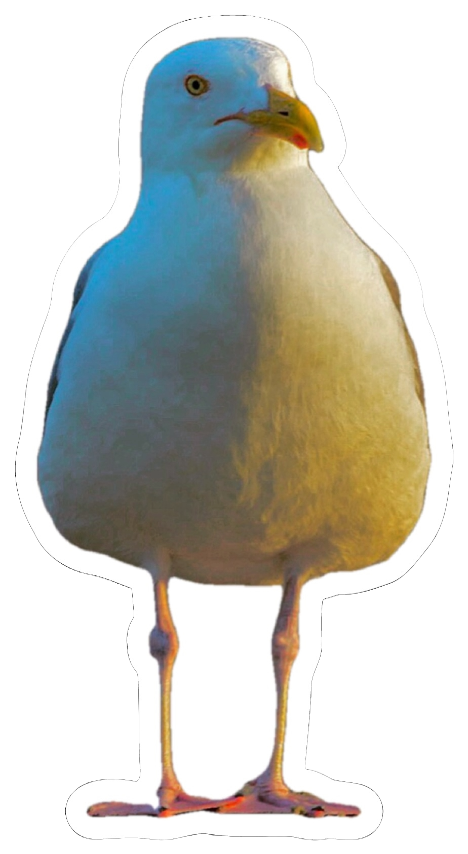 Patrick The Seagull Sticker